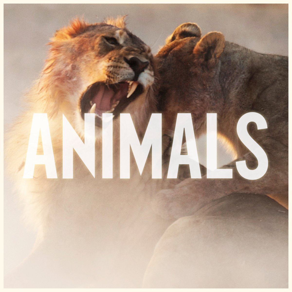 MAROON 5 - Animals